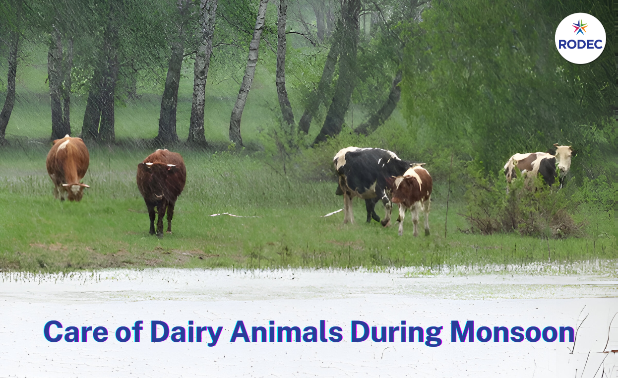 Care of Dairy Animals During Monsoon