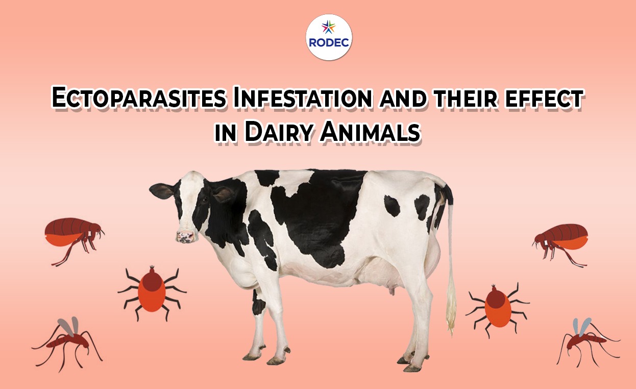 Ectoparasites Infestation and their effect in Dairy Animals